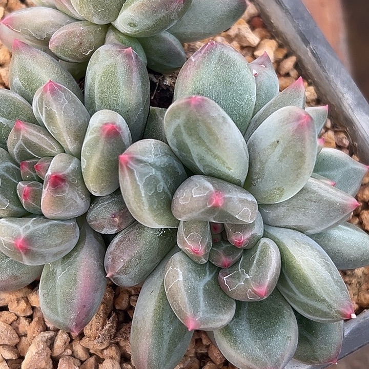 鱼****美人杂交特价多肉2棵