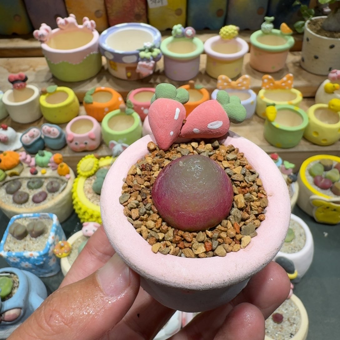 煮***茶蘑菇1317灯泡多肉植物