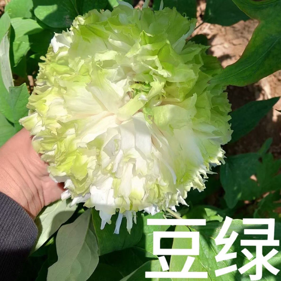 【国色天香】豆绿四大名品之一牡丹