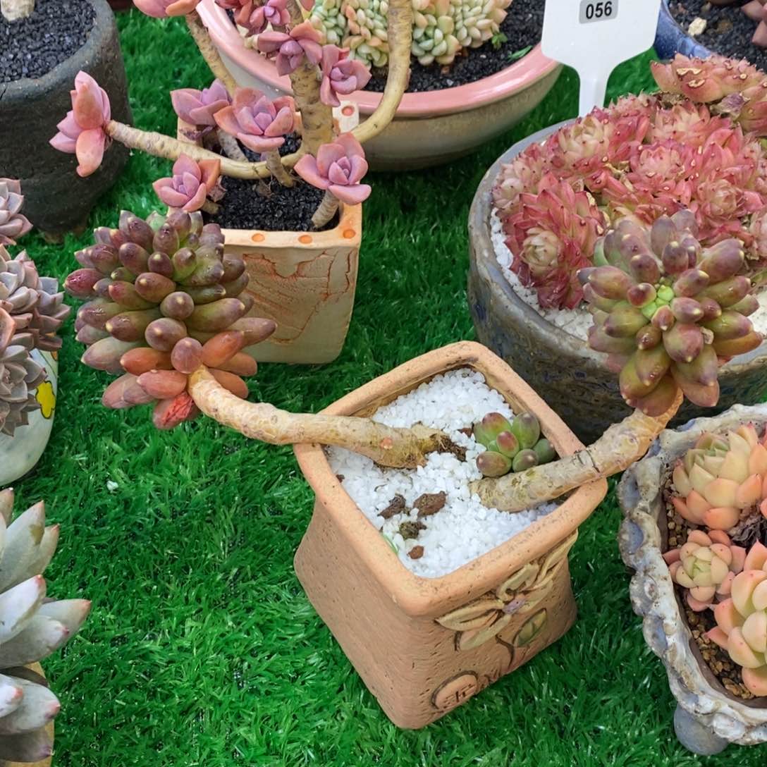 小***头小小的石头千代田多肉植物