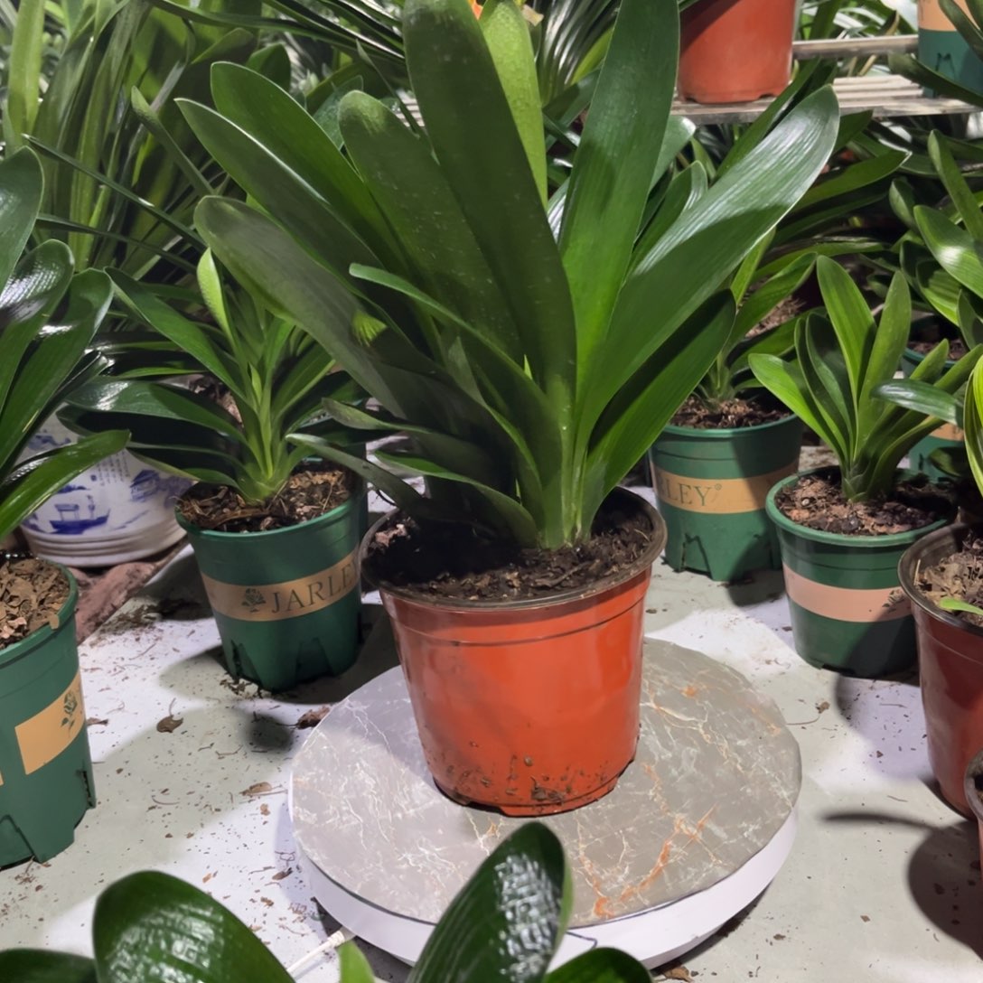当前无花栽培后可以开花