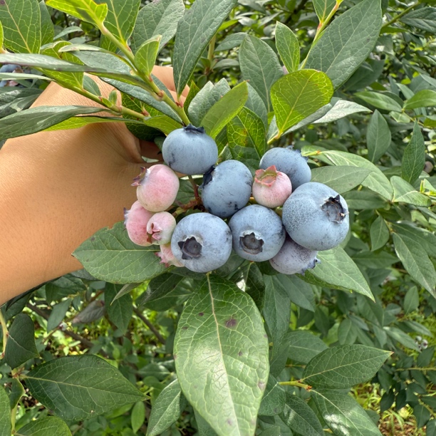 贵州大山蓝莓现摘现发顺丰快递
