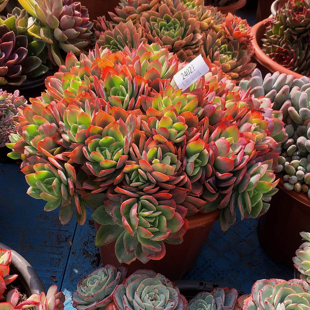 我***子绮罗24022吨肉多肉