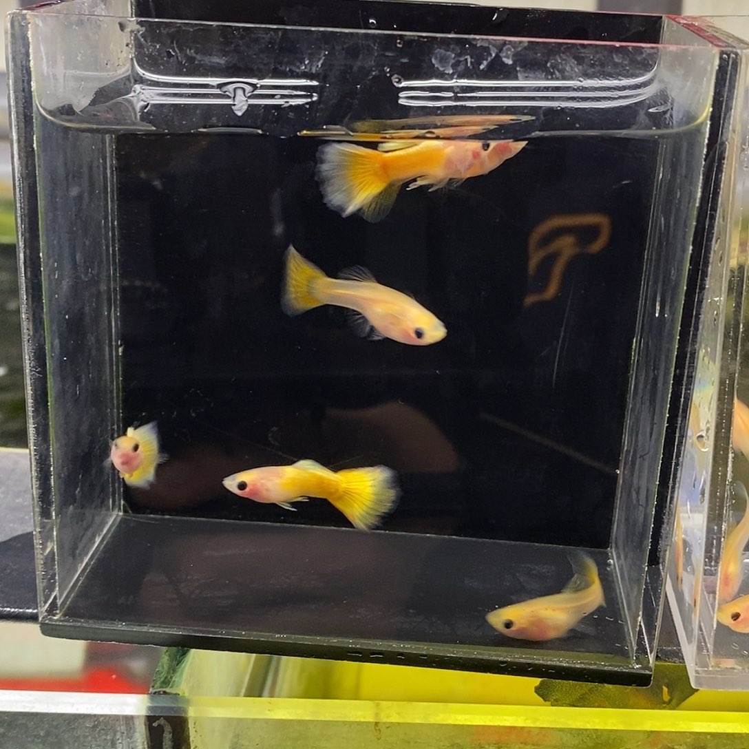 孔雀鱼黄金玻璃猫3对福利