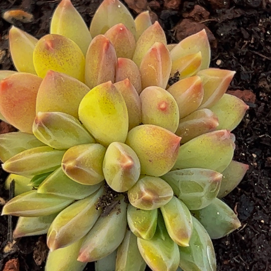 美人系多肉植物最喜欢