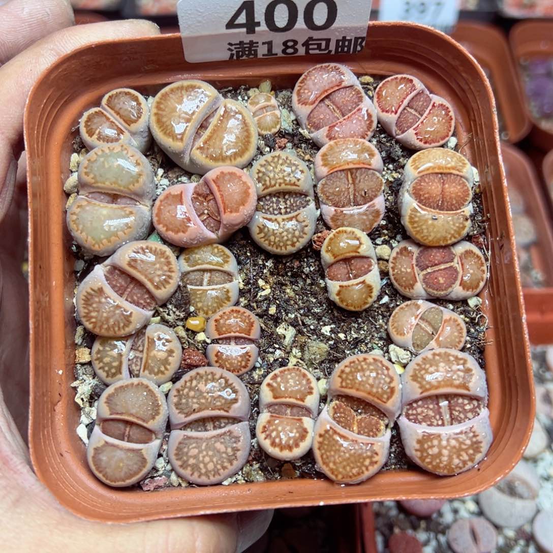 【闪购商品】 400。   