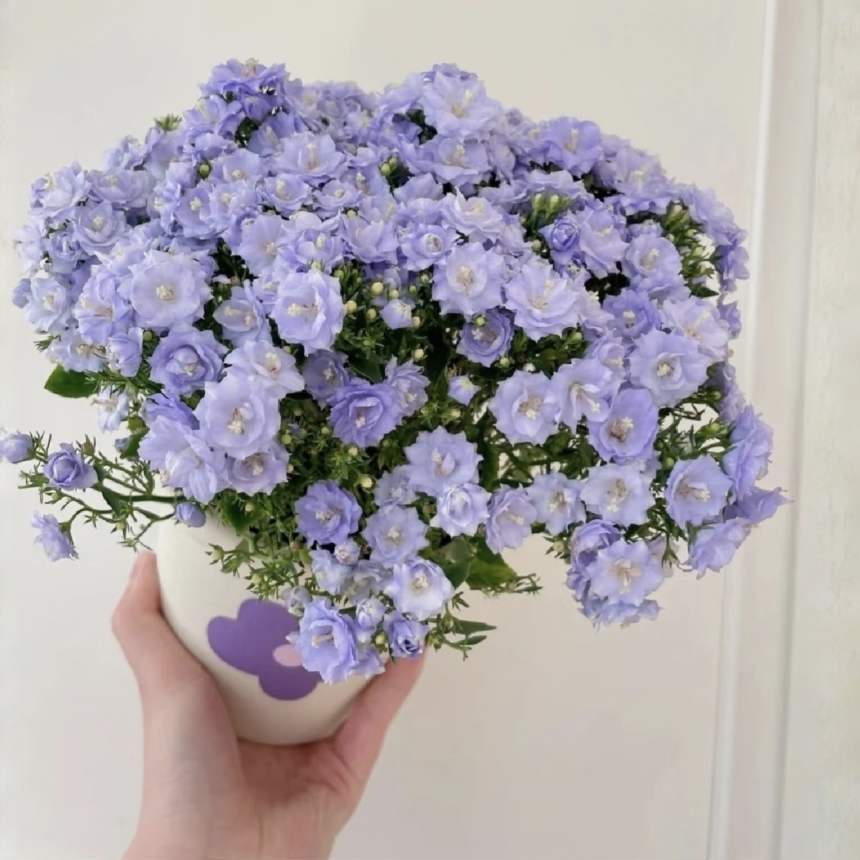 【大聪明卖花】丹麦风铃-任意两单鲜花升级快递-新年福利