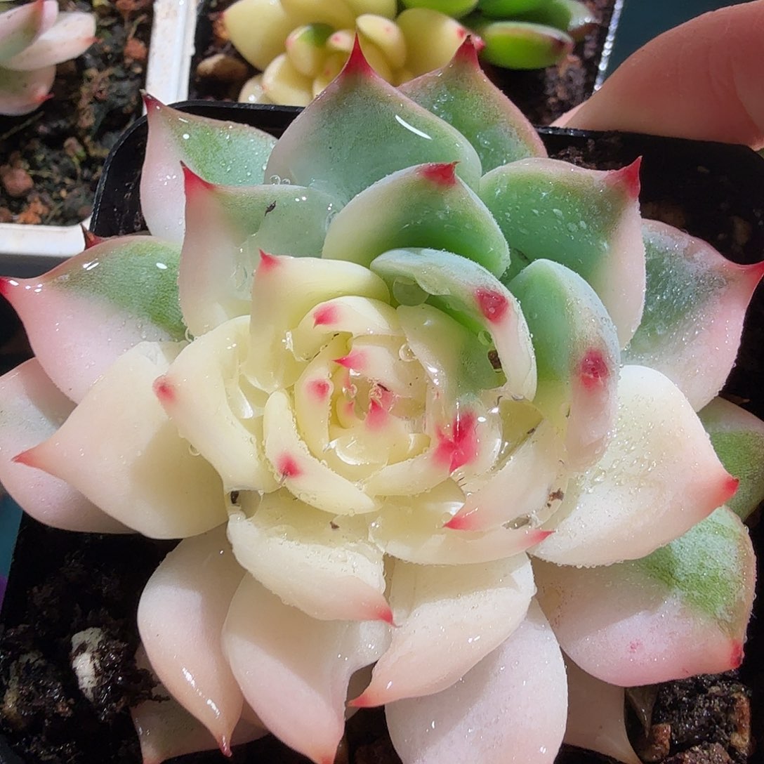 吉娃娃锦，多肉植物