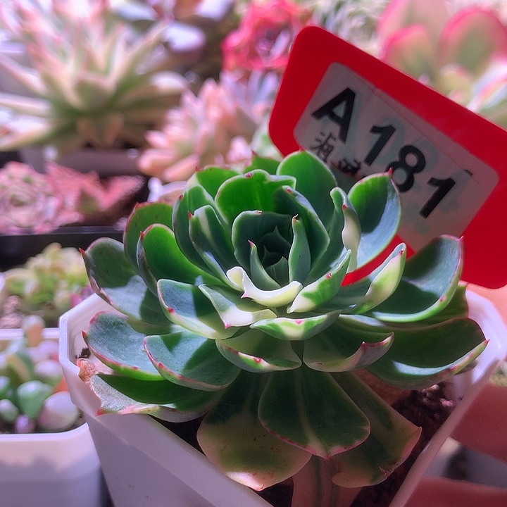 海啸花脸有根有根