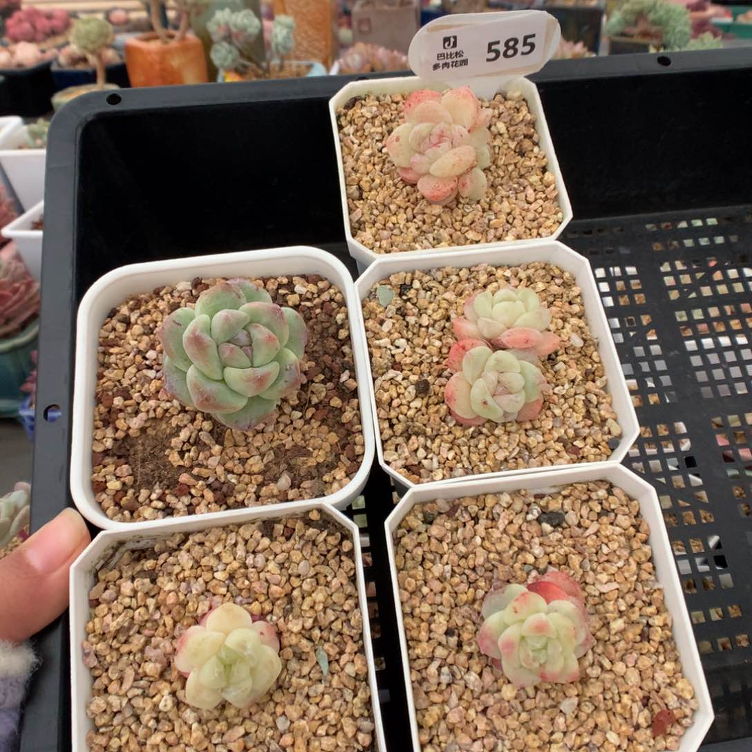 仙*✨585冰玉石化五棵新年福利