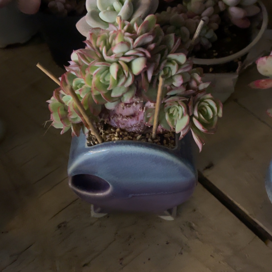 ✨****✨牡丹亭朵朵小群一物一拍