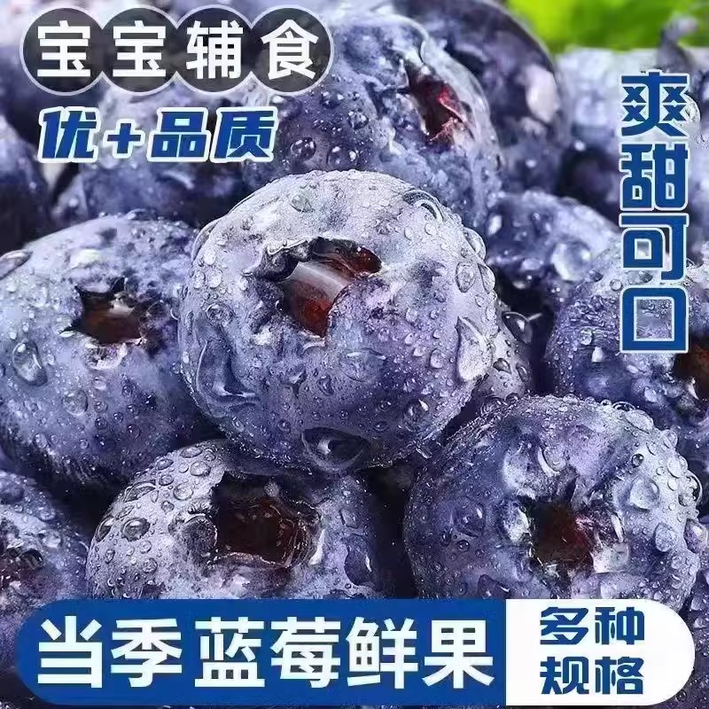 山东头茬蓝莓鲜果花青素蓝莓花香L25脆甜高山顺丰包邮100g/盒12-15mm花香山东省临沂市