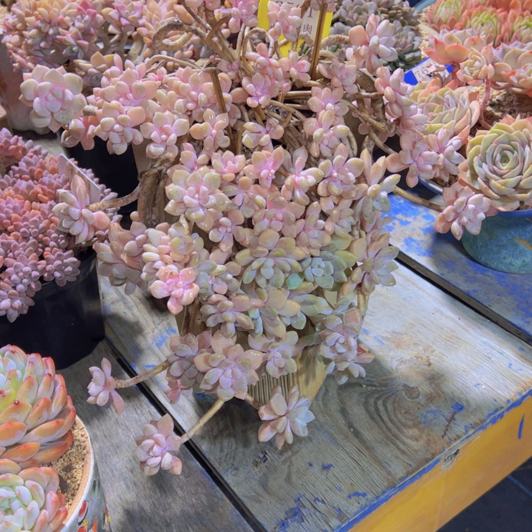 艾桃6561多肉植物