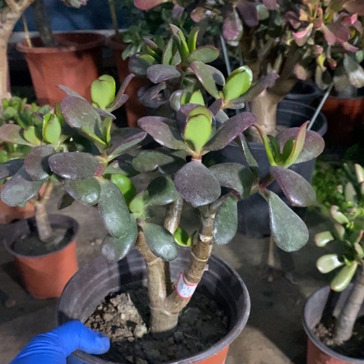 山***民韩国紫叶一物一拍