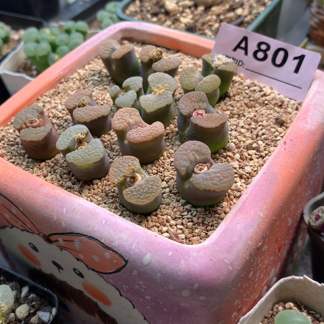 柴**?a801磁铁风铃母本