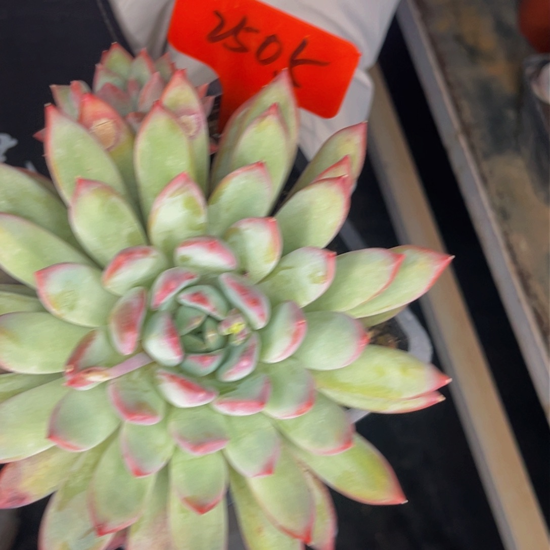 2505号晚上多肉植物群生多肉植物