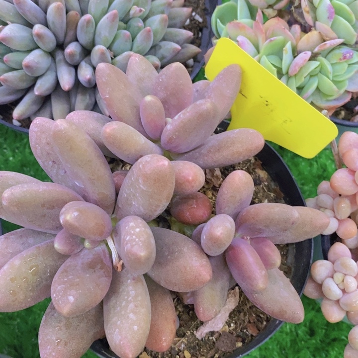 多肉植物，开心多肉