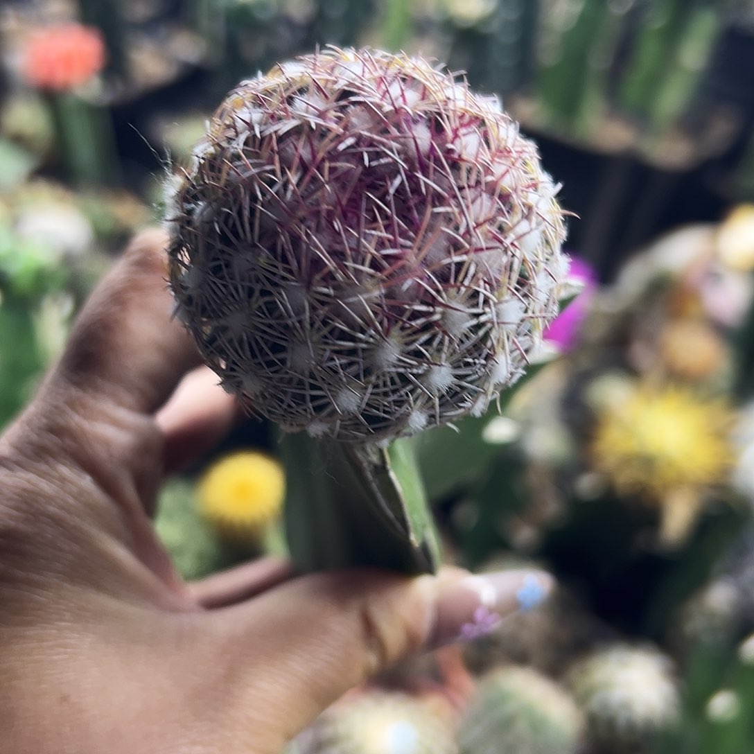 红莲玉仙人球1111111111