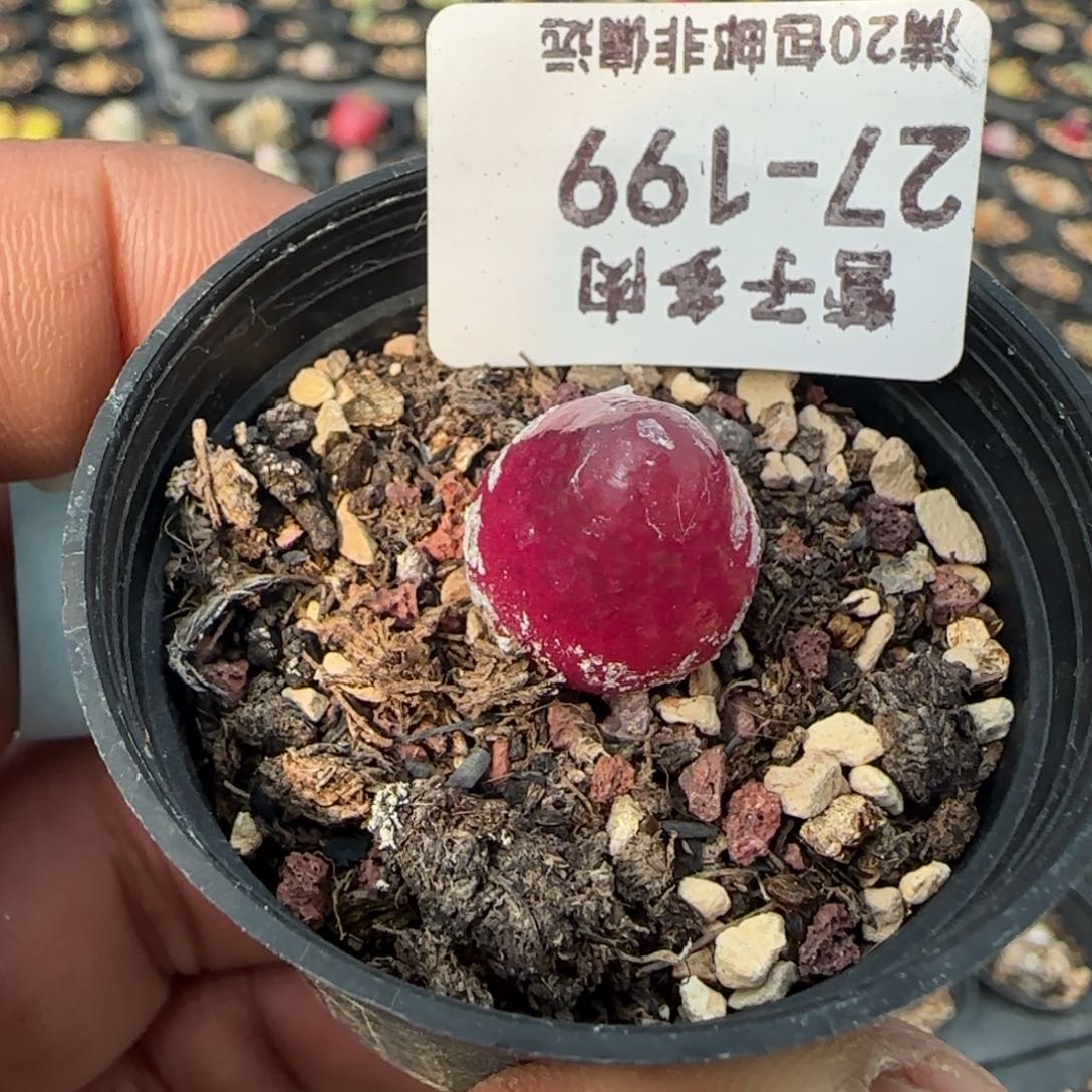 灯泡1.5带盆土。     