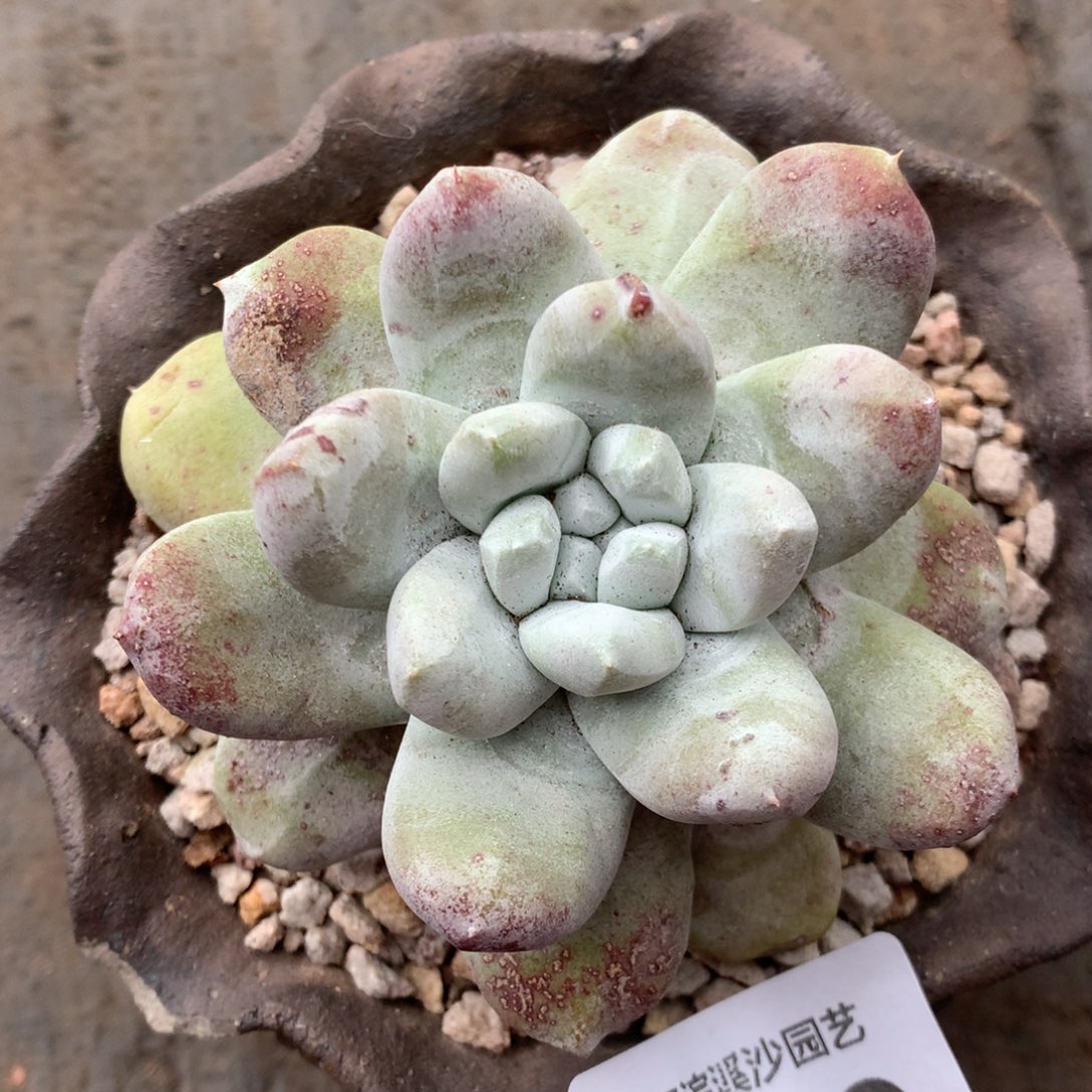 拇指049多肉植物