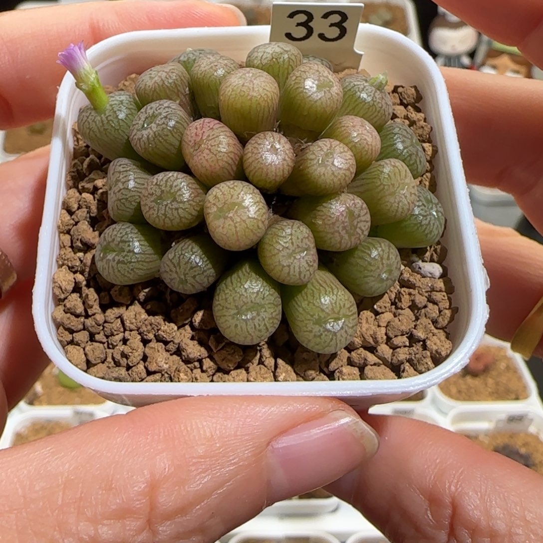 肉锥多肉植物组合-1010