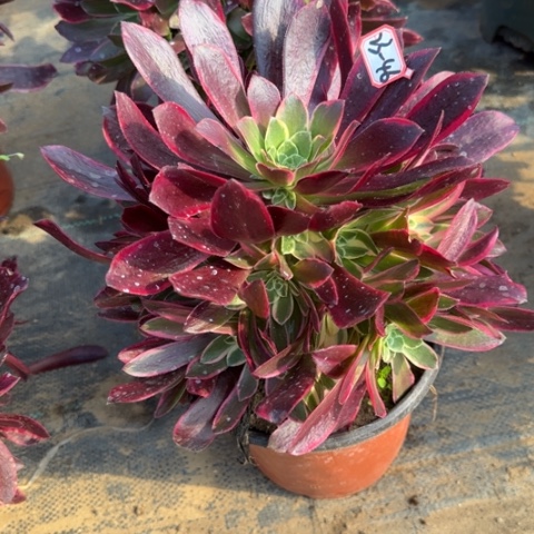 23-46金丝福利多肉植物