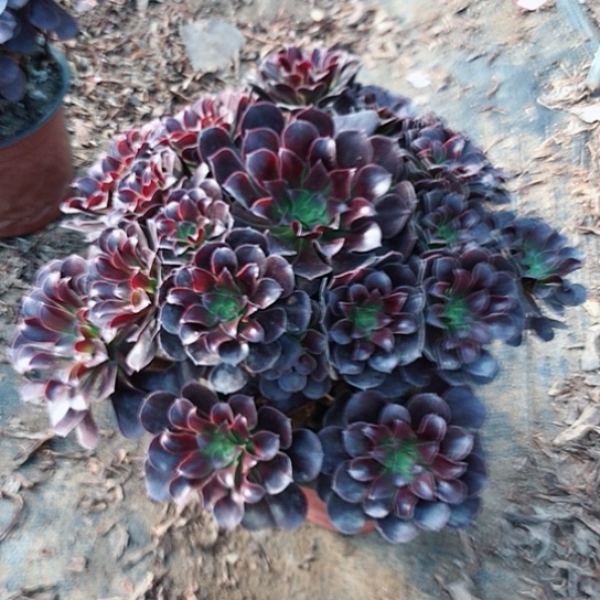 雨***雯欧紫法师多肉植物74