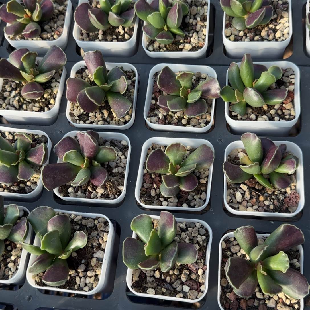 紫肌库博量拍链接