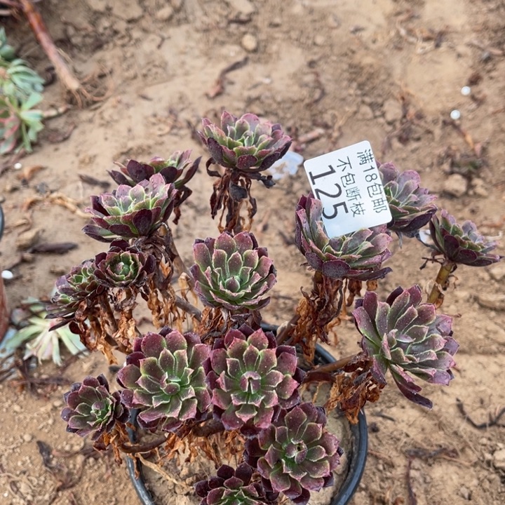 125黑铜壶变异绣球2法师