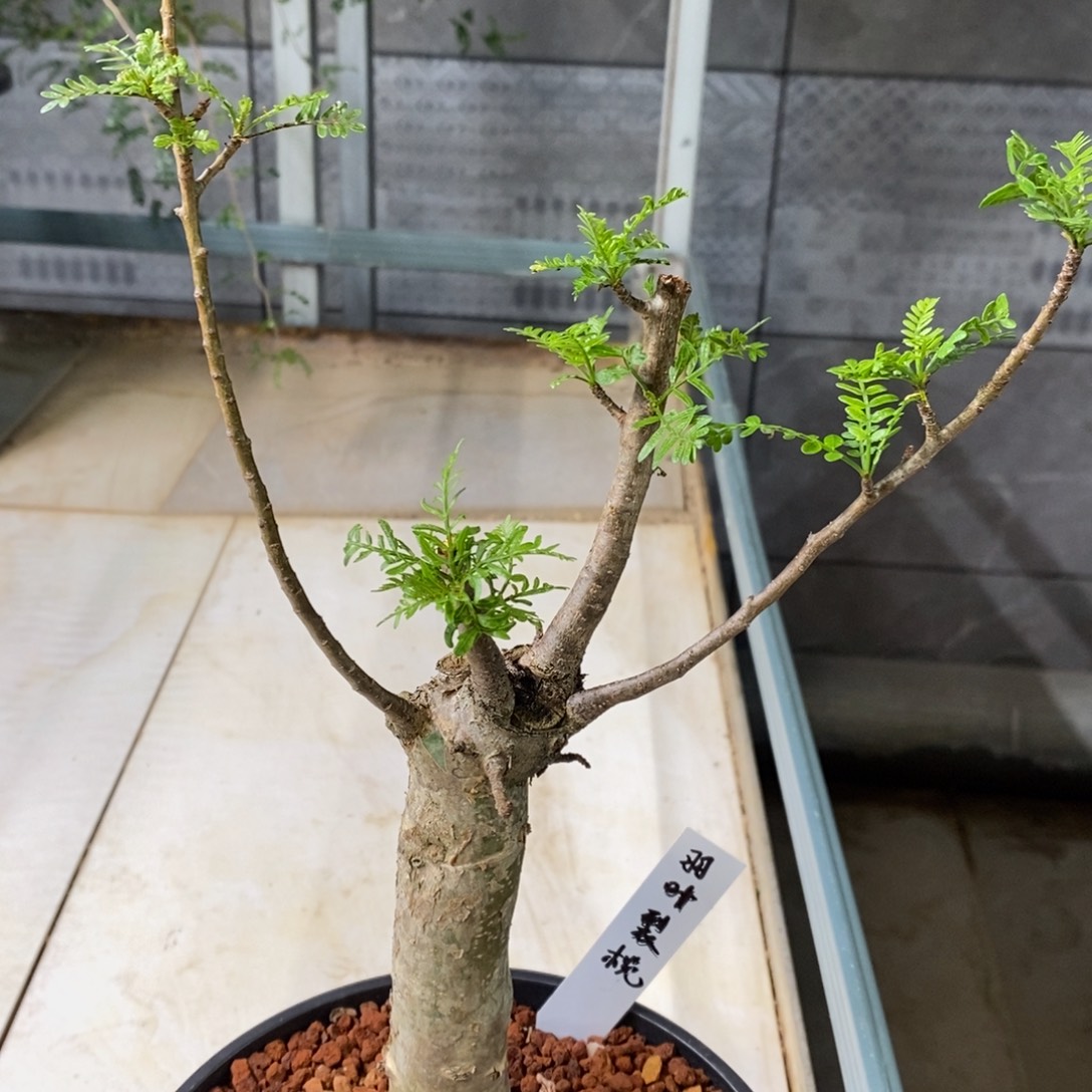 （双子星）羽叶裂榄实生带盆