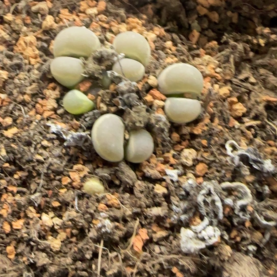 147 生石花大棚直播