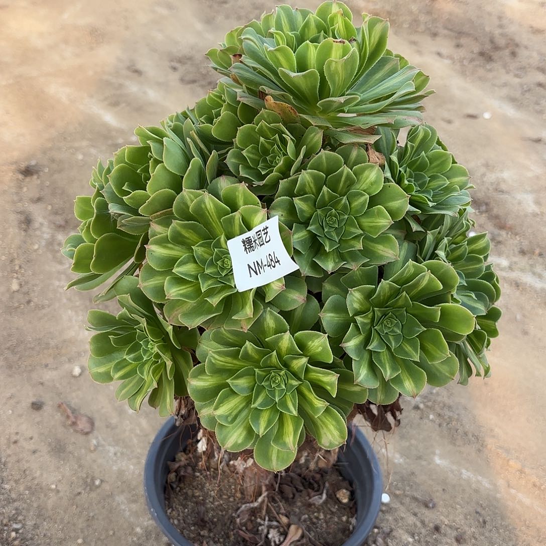 翡翠琉璃老庄多肉植物484