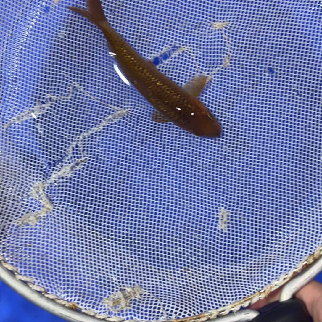 锦鲤留养级黄猿红茶