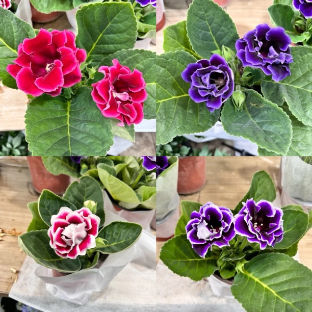 芙蓉花到手两盆颜色随机