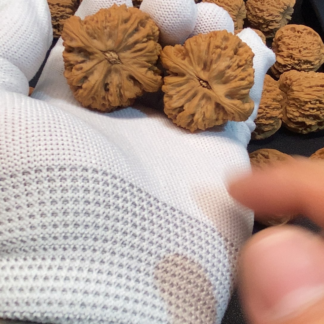 39天使南疆石核桃