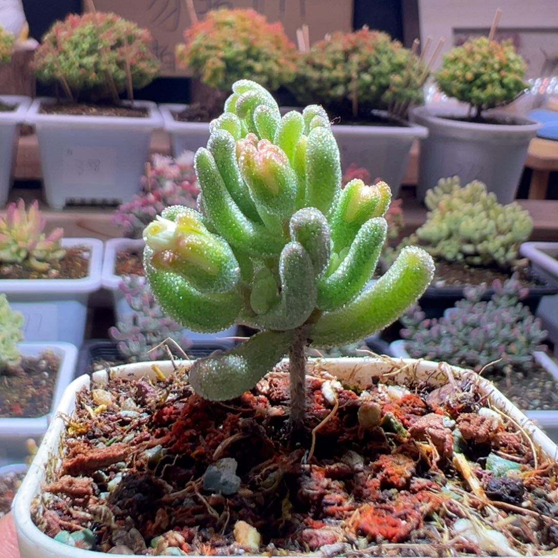 416橙叶锦一物一拍包开箱