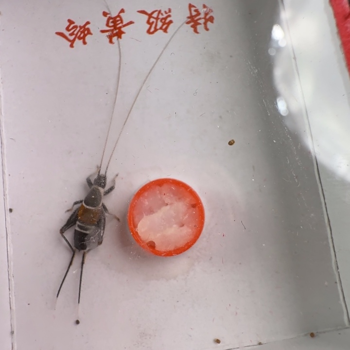 山仙子一只漂亮合适