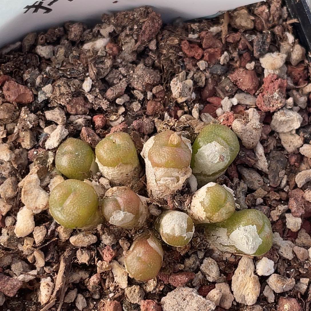18-86方糖多肉植物
