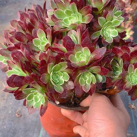 898安娜砍过多肉植物