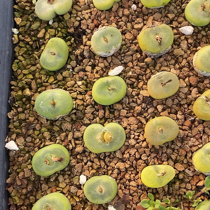 4年水晶鞋1颗。      