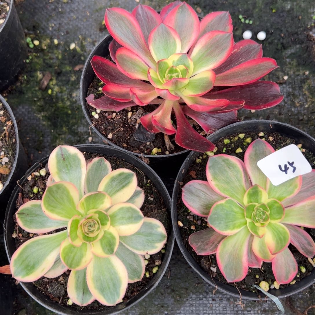 45三颗多肉嘻嘻嘻