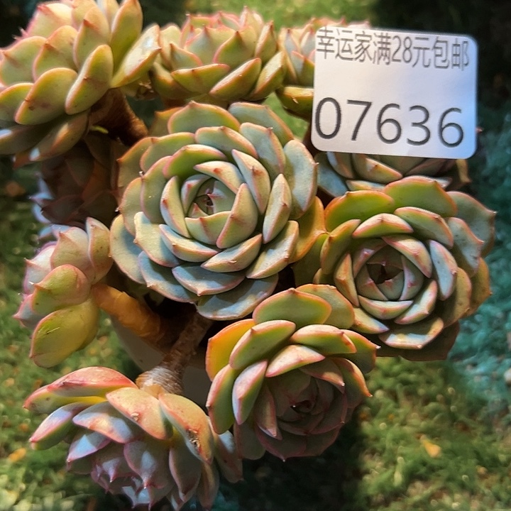 幸运的是你还没幸运