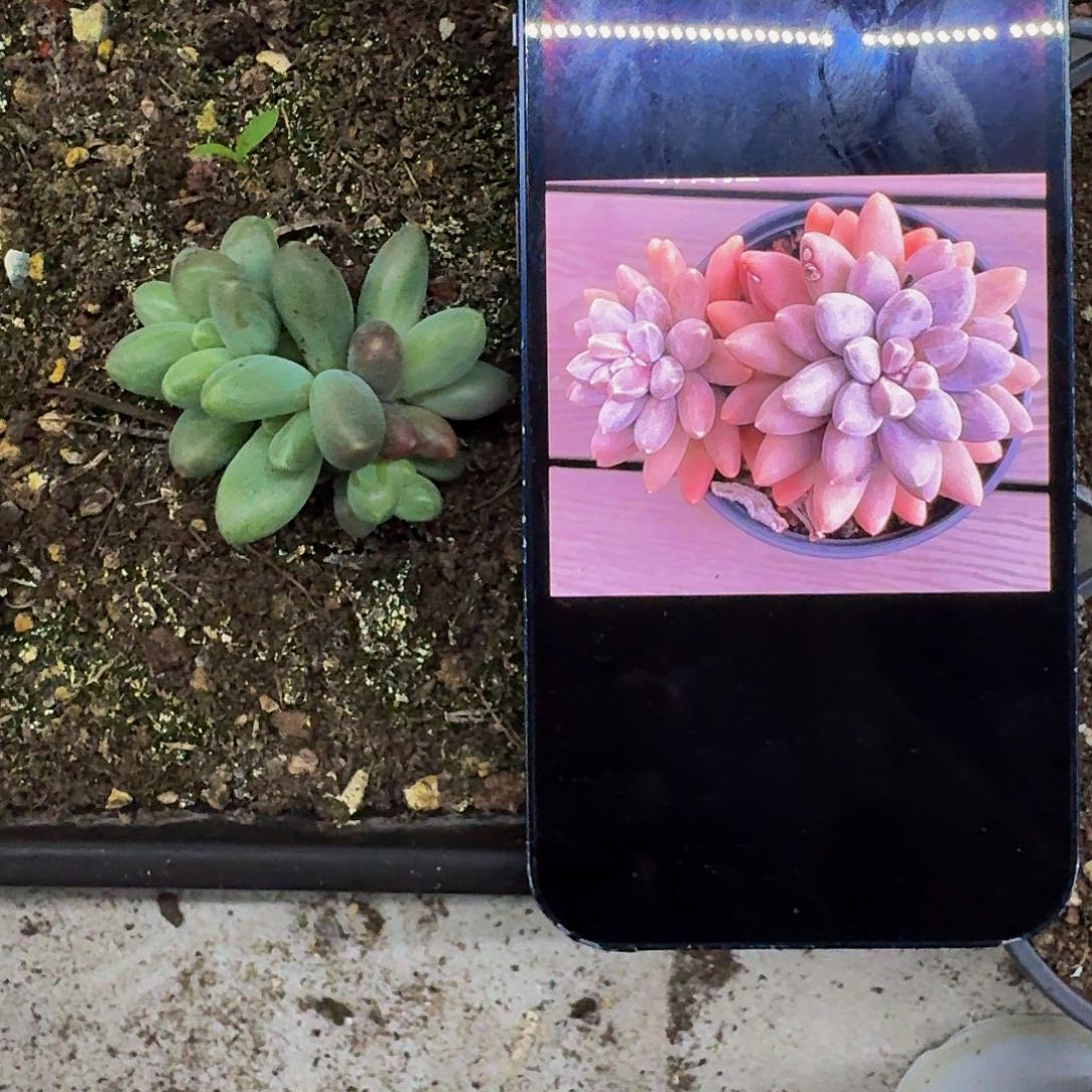 欧若来 叶插 一物一拍