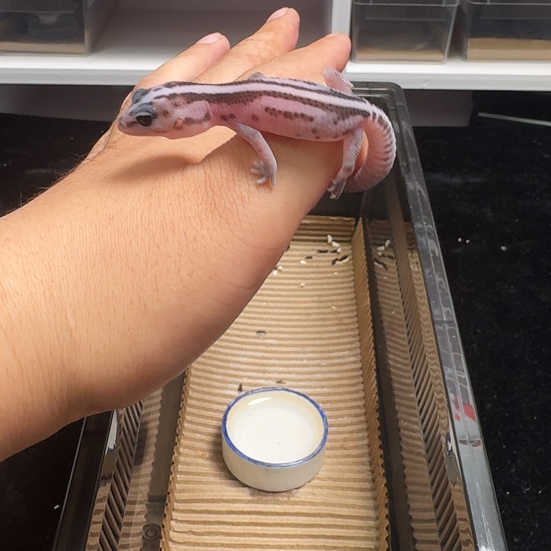 肥尾守宫直线奶奥无！