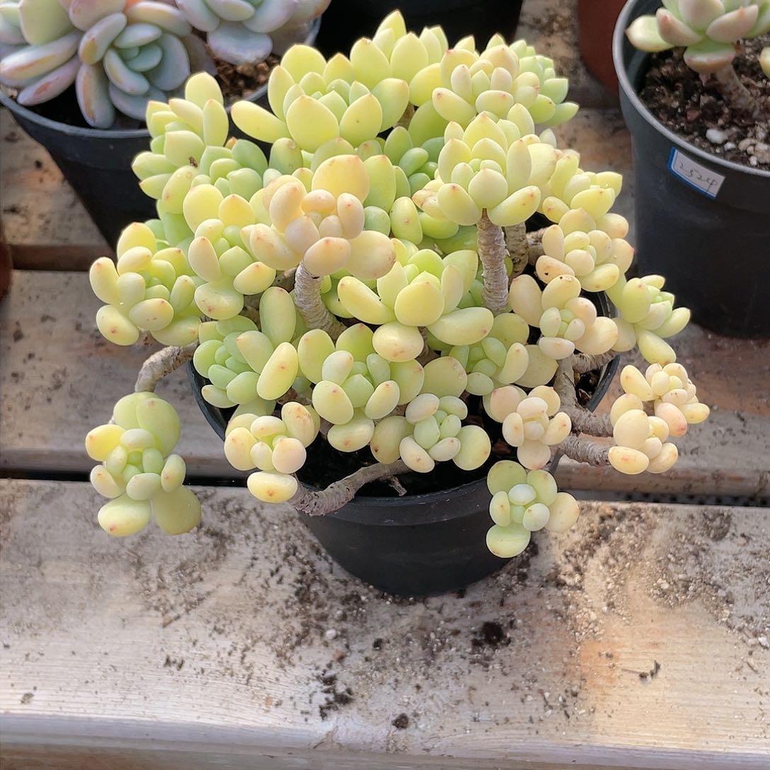 1311  凝脂莲 六月六