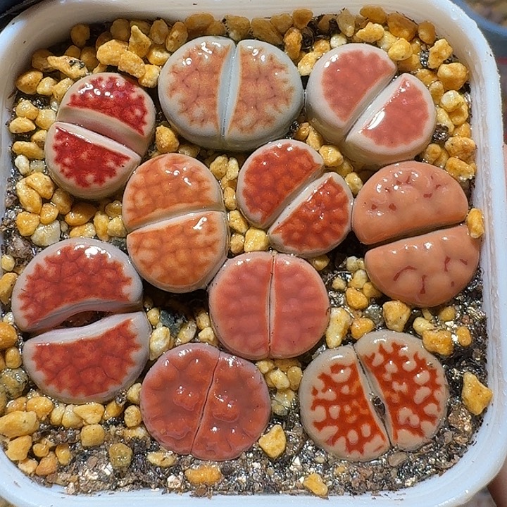 生石花1112222。   111