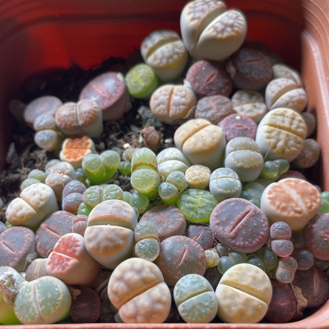 大盆特价一物一拍～20