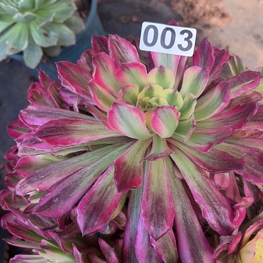 莉*多肉植物一个