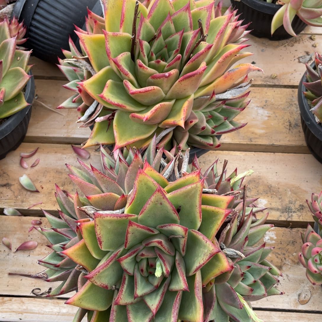 无花朵若如东云组拍E661