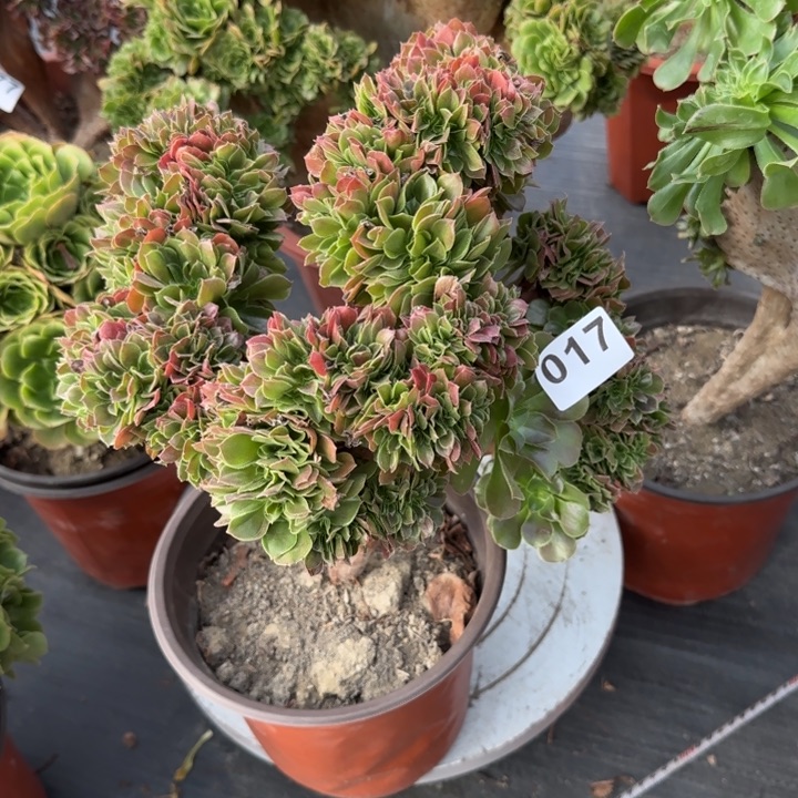 幕***歌多肉植物玫瑰缀017